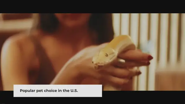 'Video thumbnail for What is the size of a corn snake?'