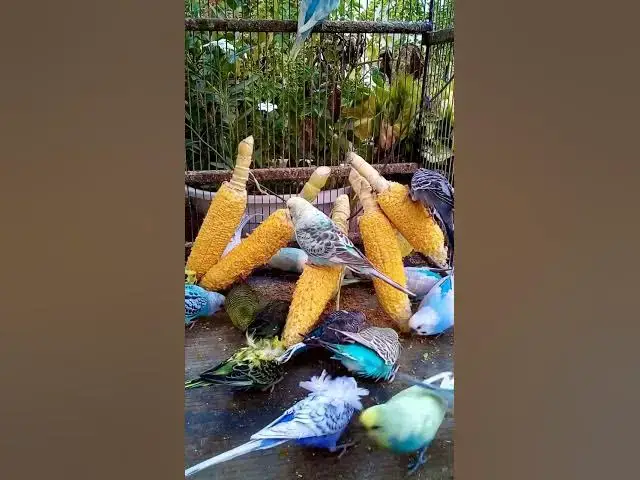 'Video thumbnail for 우리 새를 위한 채소 준비하는 방법 간단한 레시피! #birds #parrot #budgies #birdsounds #animals #새의 세계안녕하세요, {Inco 건강 상태 표'