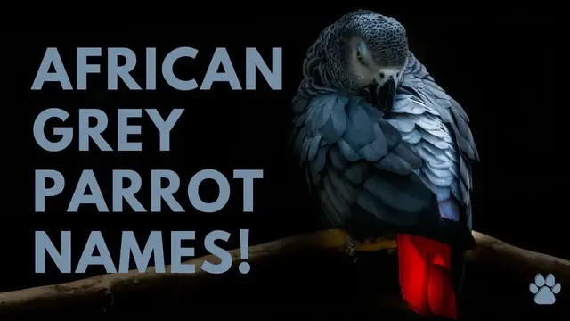 'Video thumbnail for African Grey Parrot Names 27 BEST & CUTE Ideas'