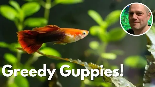 'Video thumbnail for Can Guppies Die From Overeating? CAN TOO MUCH FOOD KILL YOUR GUPPIES?'
