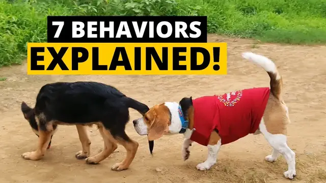 'Video thumbnail for 7 Strange Beagle Behaviors Explained!'