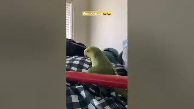 'Video thumbnail for two indian ringneck parakeets talk together'