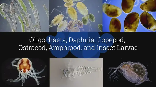 'Video thumbnail for Microscopic Organisms in a Drop of Pond Water - Episode 4'
