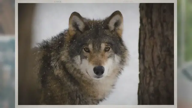 'Video thumbnail for Wolf Vs Mountain Lion: The Main Differences'