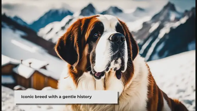 'Video thumbnail for Saint Bernard Dog Breed Information & Characteristics'