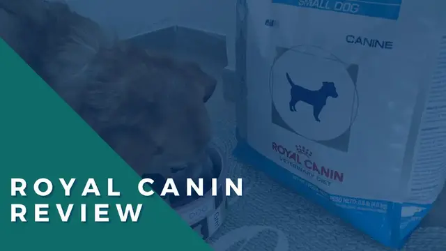 'Video thumbnail for Royal Canin Hydrolyzed Protein Review: This Food Saved My Dog's Life'