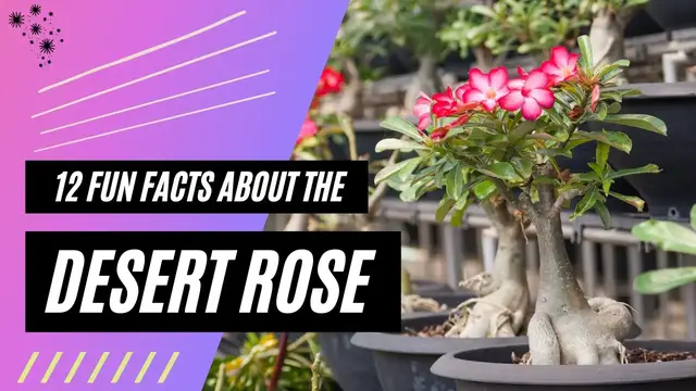 'Video thumbnail for 12 Fun Facts About the Desert Rose'