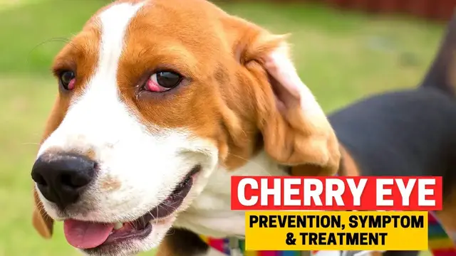 'Video thumbnail for Cherry Eye in Beagles: What It Is & When to Seek Help?'
