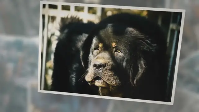 'Video thumbnail for The 10 strongest dog breeds in the world and their characteristics'