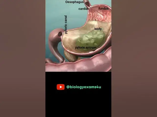 'Video thumbnail for Digestion in Stomach Animation || Parts of the Stomach'