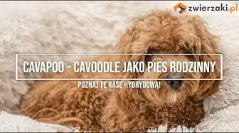 'Video thumbnail for Cavapoo (cavadoodle) – cena, waga, hodowla hybrydowej rasy | Zwierzaki.pl'
