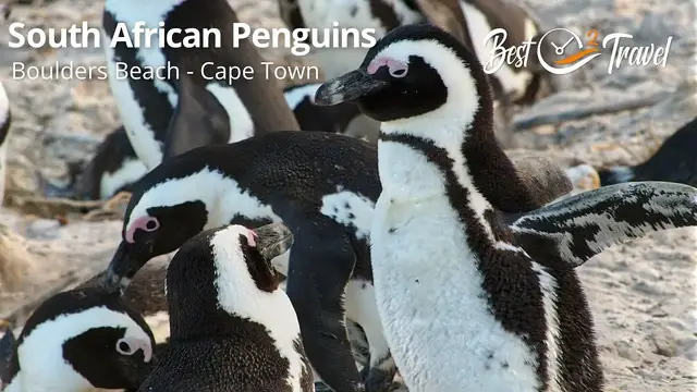 'Video thumbnail for 7 Facts About South African Penguins and Boulders Beach in Cape Town, South Africa'