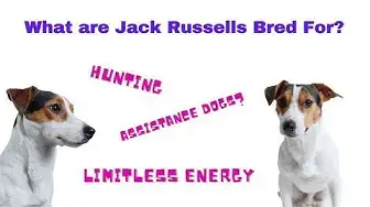 'Video thumbnail for What are Jack Russell's Bred For? - All you need to know in 3 minutes'