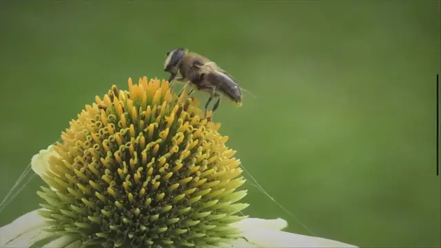 'Video thumbnail for A Bee With An Orange Stripe'