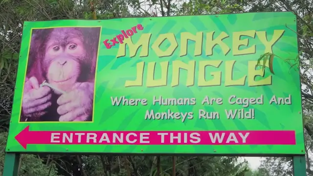 'Video thumbnail for Monkey Jungle Miami Florida'