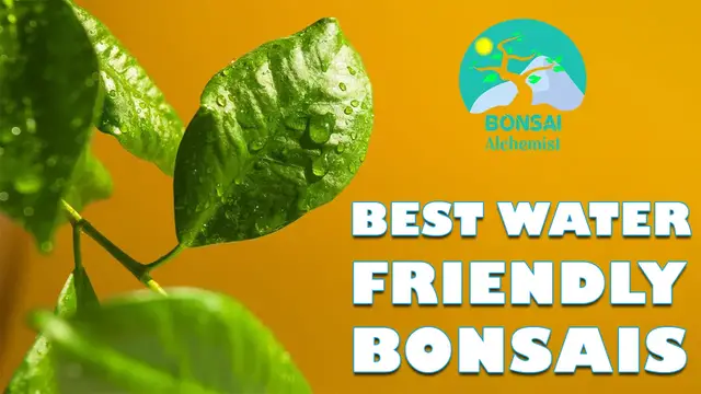'Video thumbnail for Best Water Friendly Bonsais | Office Executive Series'