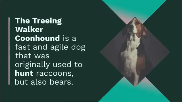 'Video thumbnail for Top 10 Dog Breeds Bred for Hunting Bears'