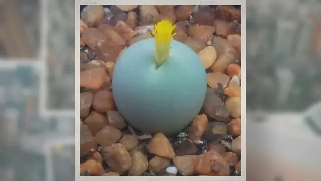 'Video thumbnail for 15 Adorable Succulents That Stay Small – Tiny Succulents'