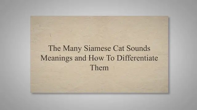 'Video thumbnail for The Many Siamese Cat Sounds Meanings and How To Differentiate Them'