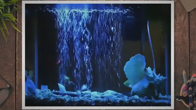 'Video thumbnail for How Do You Oxygenate A Fish Tank'