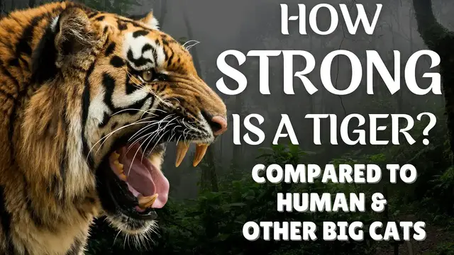 'Video thumbnail for How strong is a tiger - Tiger Strength - Why is tiger so strong'