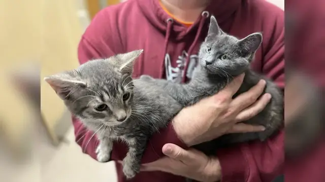 'Video thumbnail for Pet of the Week 11/11/22'