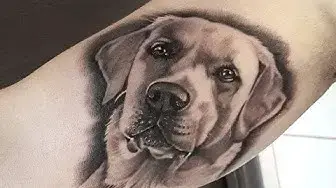 'Video thumbnail for 37 Adorable Labrador Dog Tattoos That Will Melt Your Heart'