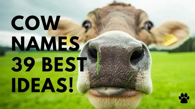 'Video thumbnail for Cow Names 39 BEST & CUTE Ideas'