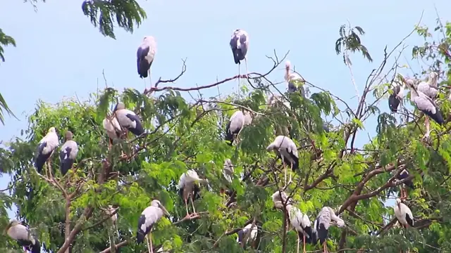 'Video thumbnail for All bird finding nest the everning at Area Zoo bird'