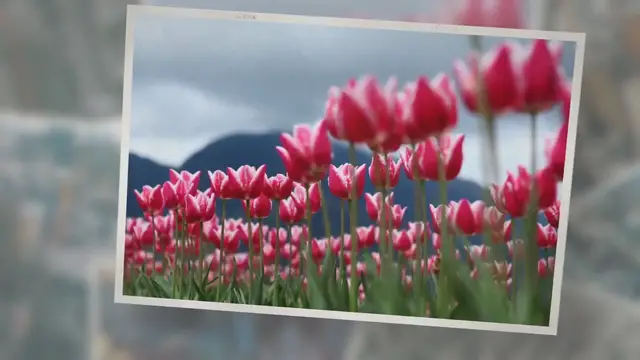 'Video thumbnail for Best Tulip Quotes To Show You The Beauty In Resilience'