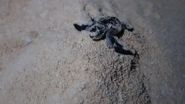 'Video thumbnail for Baby Pawikan in Apo Island, Occidental Mindoro, Philippines'