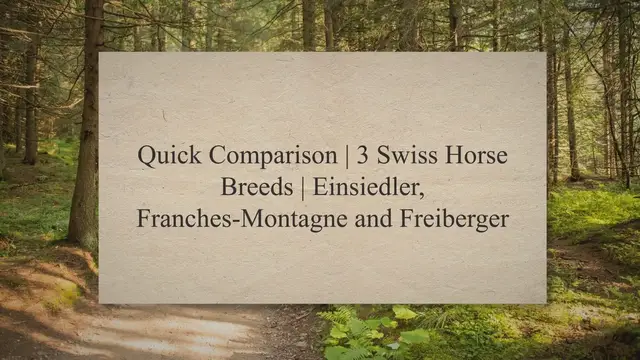 'Video thumbnail for Quick Comparison | 3 Swiss Horse Breeds | Einsiedler, Franches-Montagne and Freiberger'