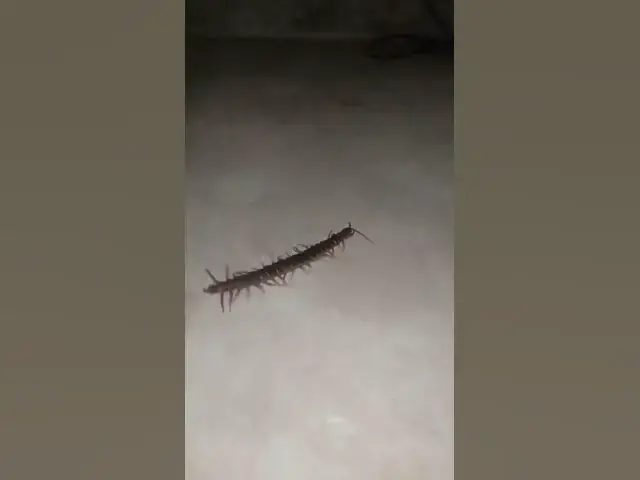 'Video thumbnail for EP 05 Venomous Centipede 4K #Insect #gaininsect'