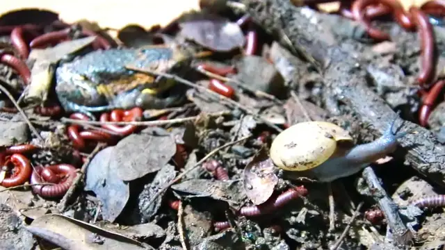 'Video thumbnail for A lot Snail wark eat soil, red worm'