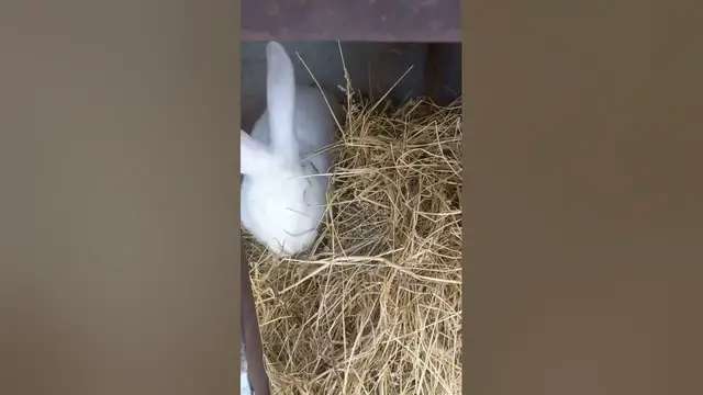 'Video thumbnail for Adorable white rabbit馃槝馃グ#shorts'