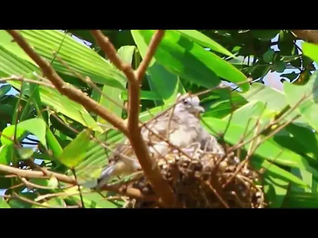 'Video thumbnail for Mother dove stay on nest care baby'