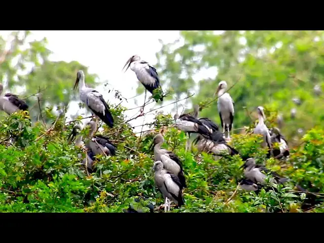 'Video thumbnail for Amazing of lake - THe nest of zoo bird on area bird of Avean Lake'