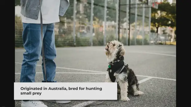 'Video thumbnail for What is the level of intelligence of a silky terrier?'