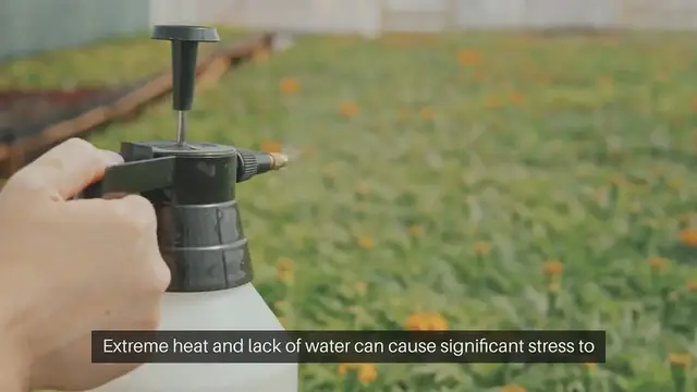 'Video thumbnail for Protecting Plants During Heatwaves'