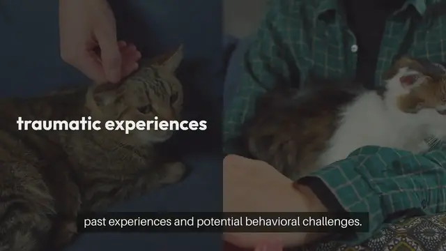'Video thumbnail for Training Rescue Cats'