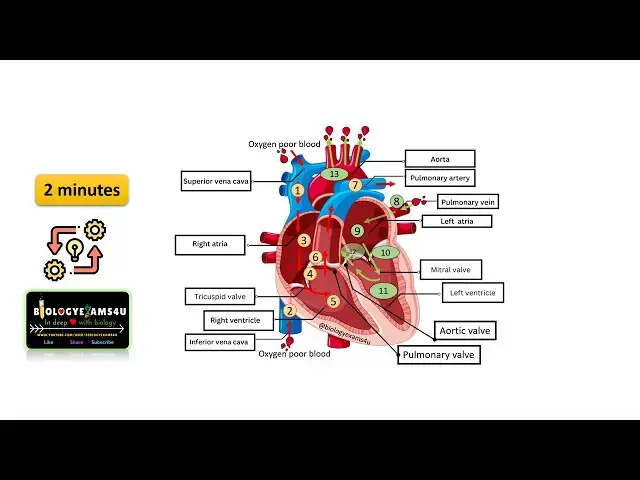 'Video thumbnail for Learn Heart Blood Circulation in 2 minutes'