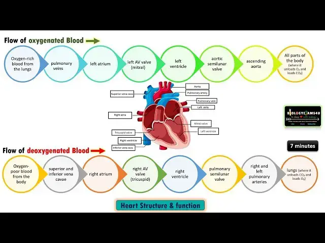 'Video thumbnail for Heart Structure, Function and Blood Circulation in 7 minutes'