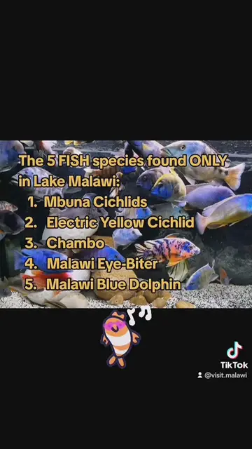 'Video thumbnail for Fish found only in Lake Malawi '