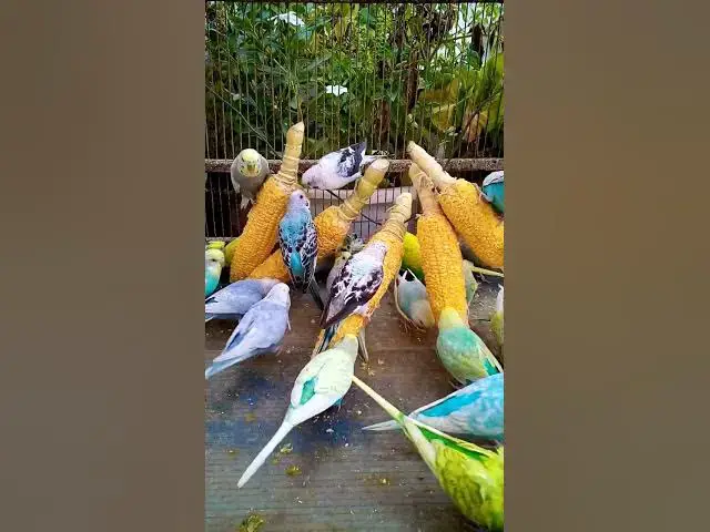 'Video thumbnail for Toller Rufton für Wellensittiche, der ihn glücklich macht!!! #Vögel #Liebe #Papagei #lustig  #vogel'