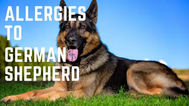 'Video thumbnail for Allergies to German Shepherd and How To Own A German Shepherd When You Have Allergies'