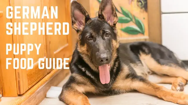 'Video thumbnail for German Shepherd Puppy Food Guide'