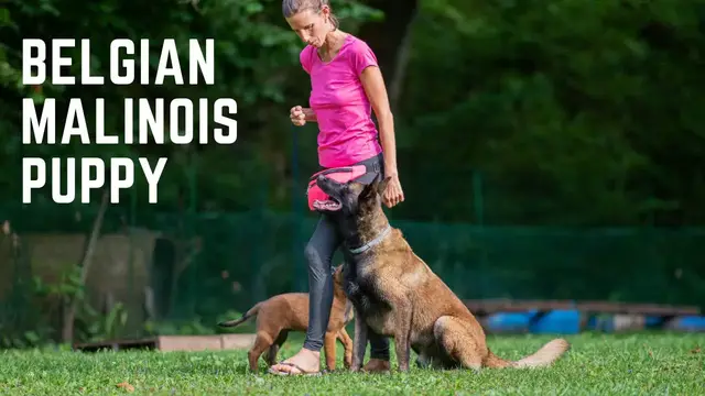 'Video thumbnail for Belgian Malinois Puppy'