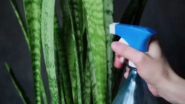 'Video thumbnail for Peace Lily Winter Care'