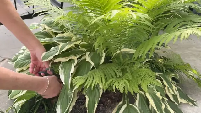 'Video thumbnail for She cuts a leaf off her hosta for this  BRILLIANT new decor idea!'