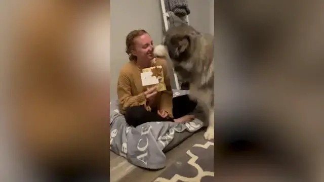 'Video thumbnail for Couple Ask Dog To Be Ring Bearer At Their Wedding | Happily TV'